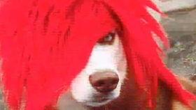 二傻吃瓜视频免费观看下载,免费观看与下载,畅享欢乐时光 第3张 二傻吃瓜视频免费观看下载,免费观看与下载,畅享欢乐时光 第3张